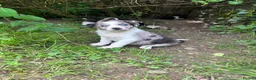 Border Collie dogs for sale: Working Border collie puppies  - Advert 17