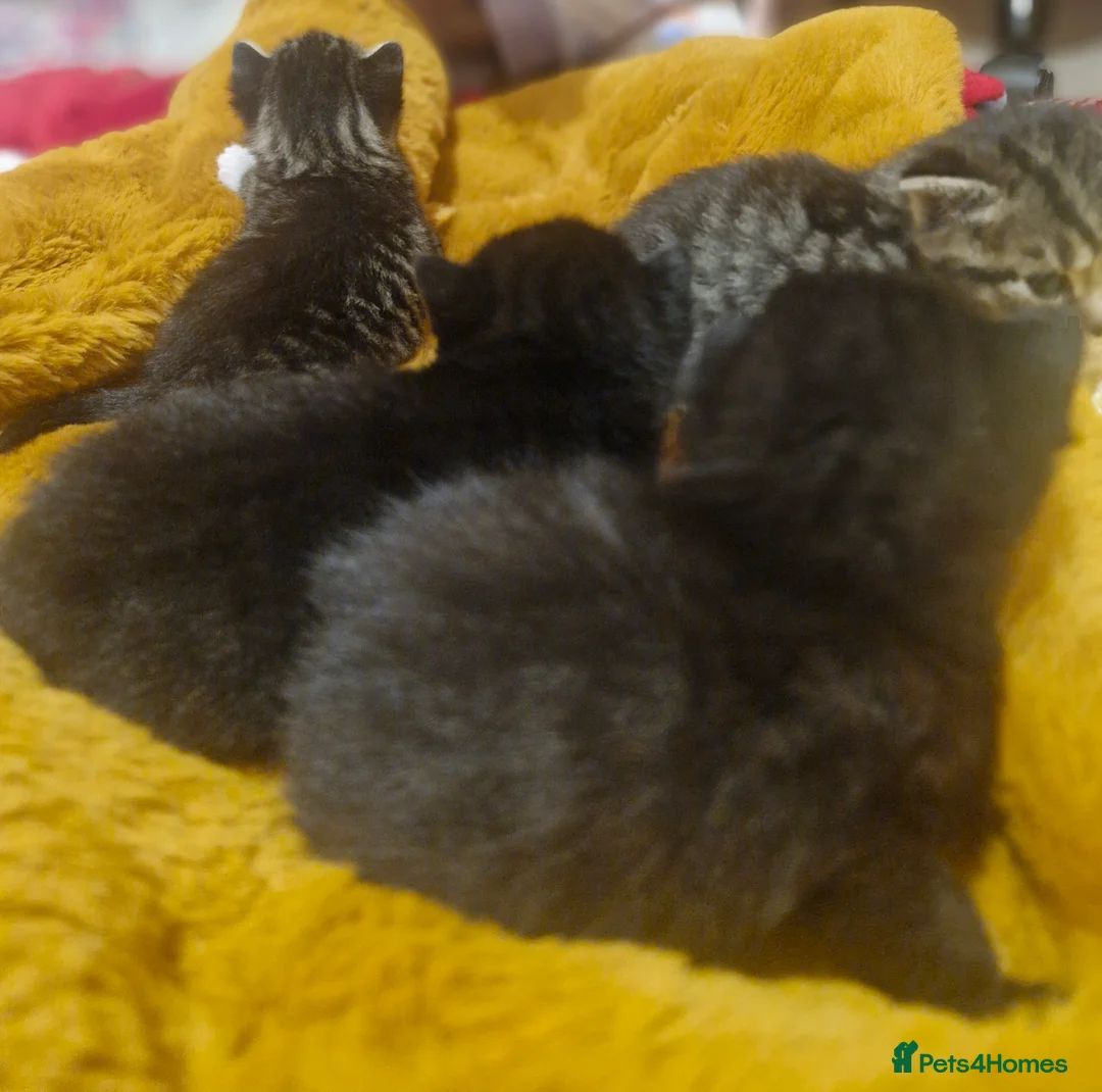 Domestic Shorthair cats for sale: 3 kittens  - Advert 2