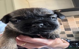 Border Terrier dogs for sale: KC Border Terrier Pups - Image 9