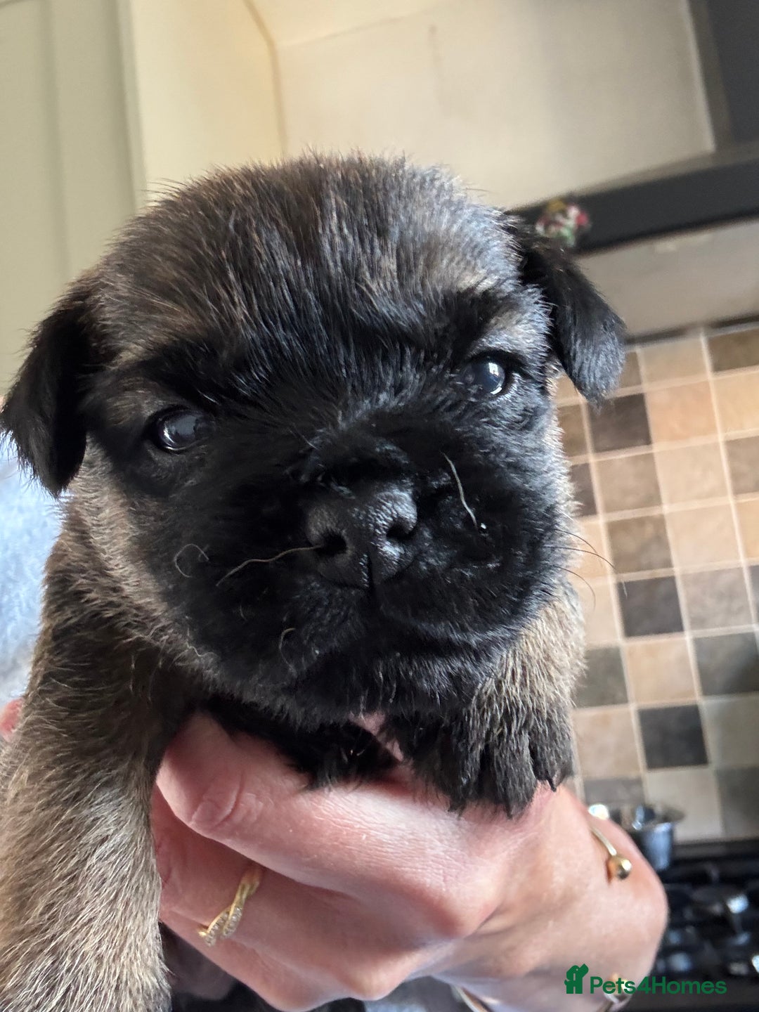 Border Terrier dogs for sale: KC Border Terrier Pups - Image 9