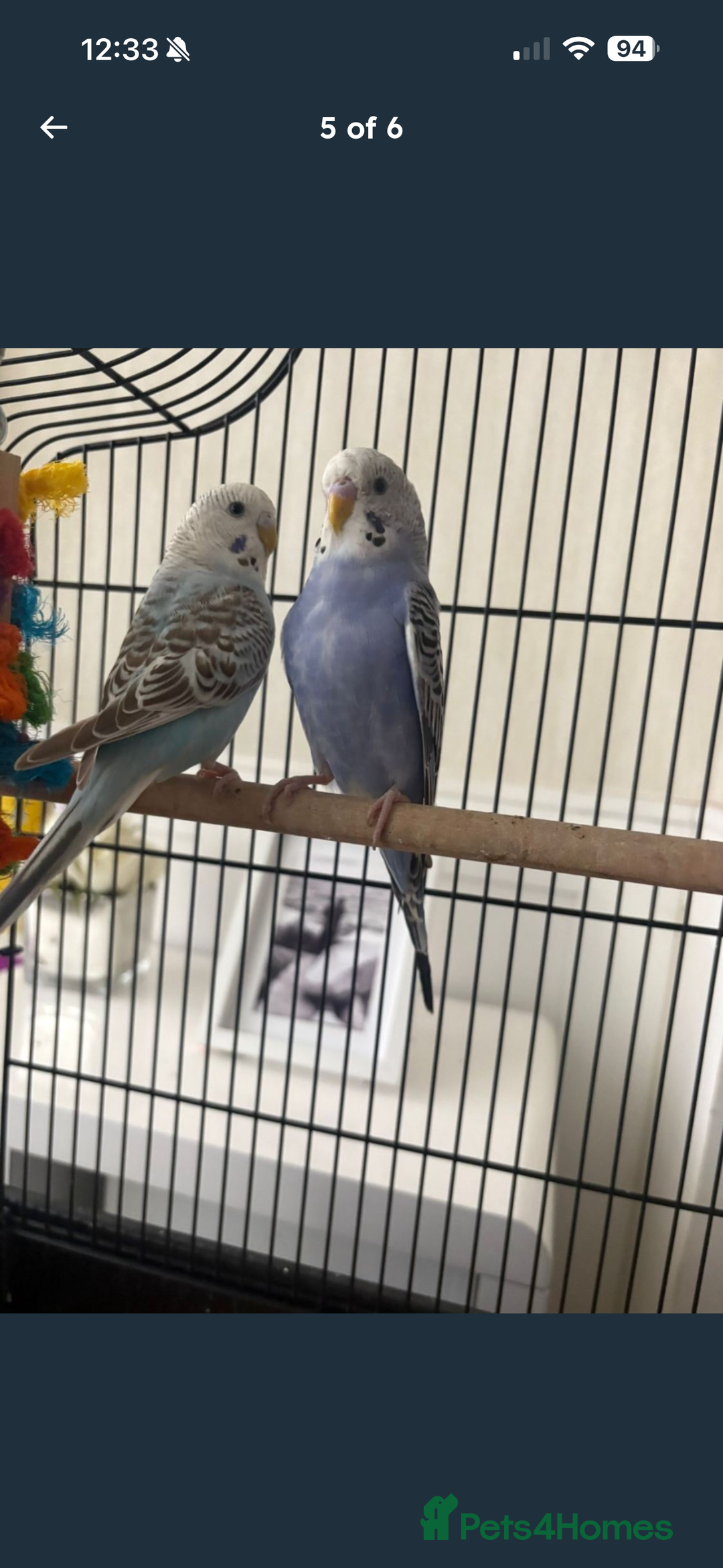 Budgerigars birds for sale: 2 budgies with cage and stand  - Advert 4