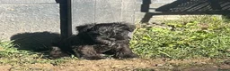 Miniature Schnauzer dogs for sale: Adorable KC registered Miniature Schnauzer Pupps - Advert 1