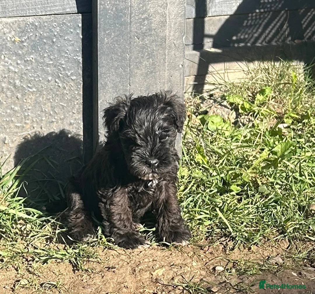 Miniature Schnauzer dogs for sale: Adorable KC registered Miniature Schnauzer Pupps - Advert 1