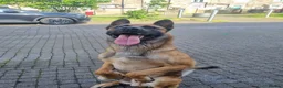 Mixed Breed dogs for sale: blaze - Advert 1