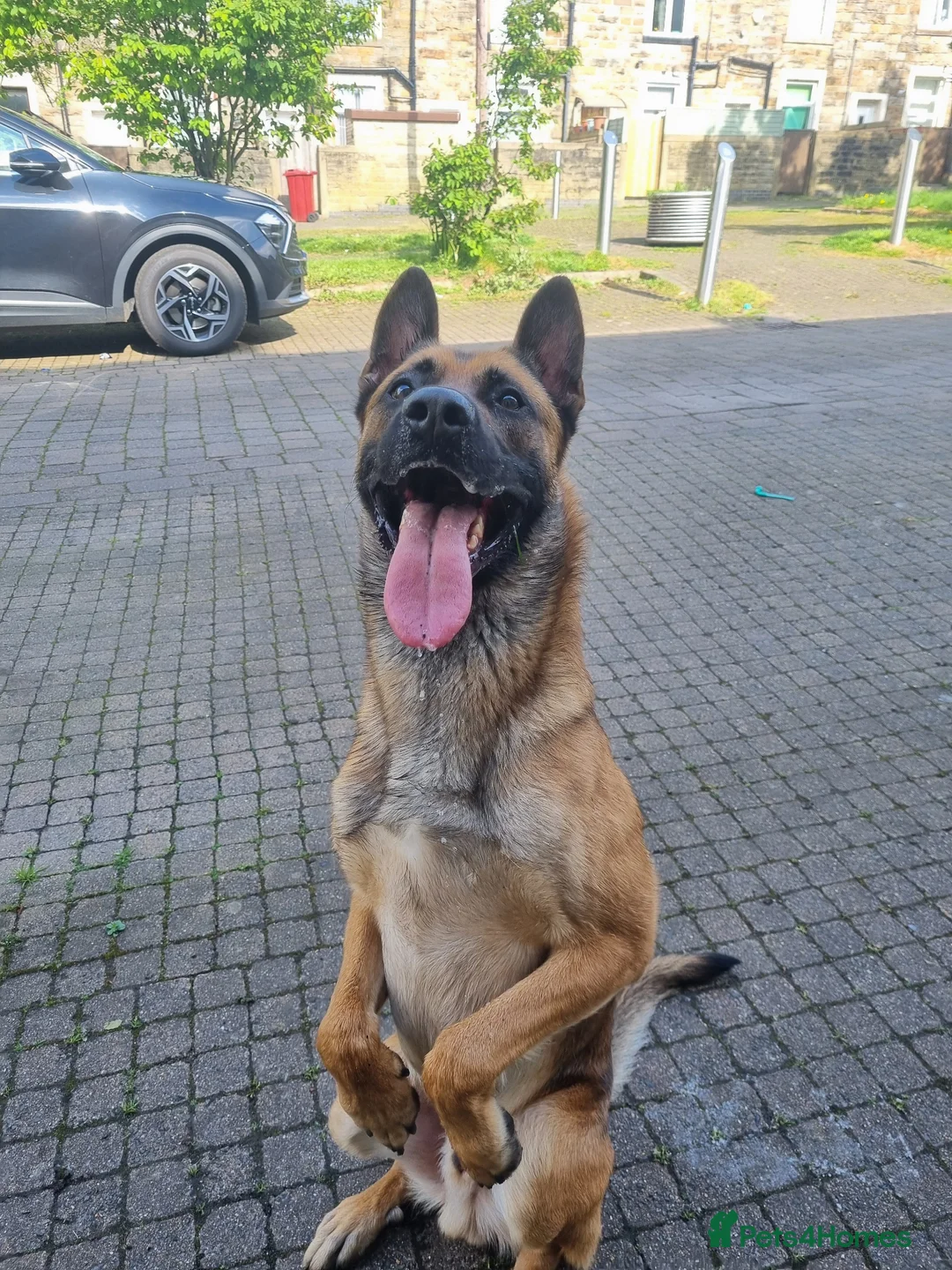 Mixed Breed dogs for sale: blaze - Advert 1