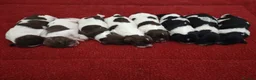 English Springer Spaniel dogs for stud: KC Reg, Health Tested, Liver & White ESS for Stud in Dereham - Advert 6