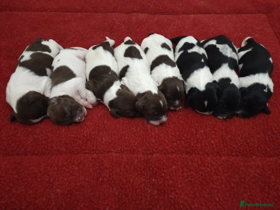 English Springer Spaniel dogs for stud: KC Reg, Health Tested, Liver & White ESS for Stud in Dereham - Advert 6