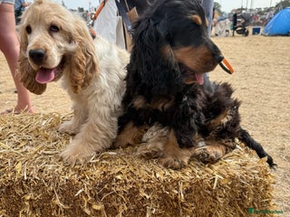 Cocker Spaniel dogs - Advert 1