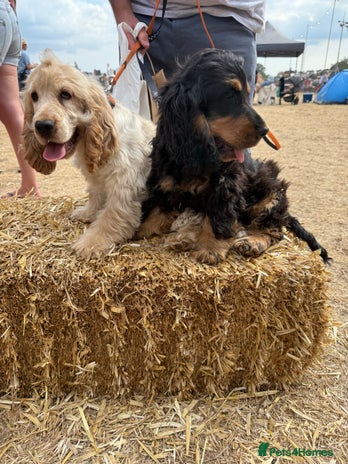 Cocker Spaniel dogs - Advert 1