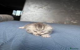 Scottish Fold cats for sale: Scottish fold&straight kittens - Advert 11