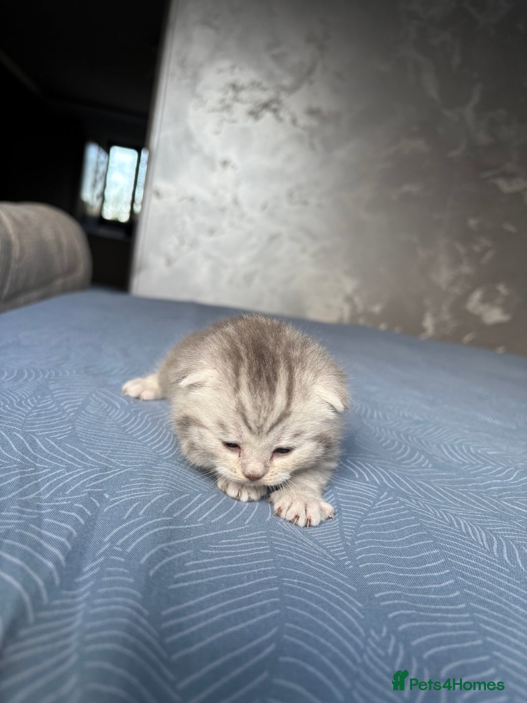 Scottish Fold cats for sale: Scottish fold&straight kittens - Advert 11
