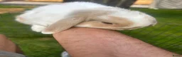 Dwarf Lop rabbits for sale: Mini dwarf lop bunnies - Advert 6