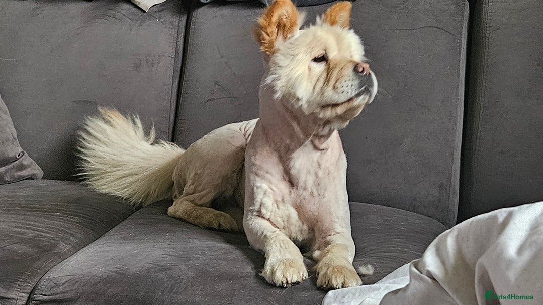 Chow Chow dogs for sale: Beautiful female chow chow kc registered  - Advert 4