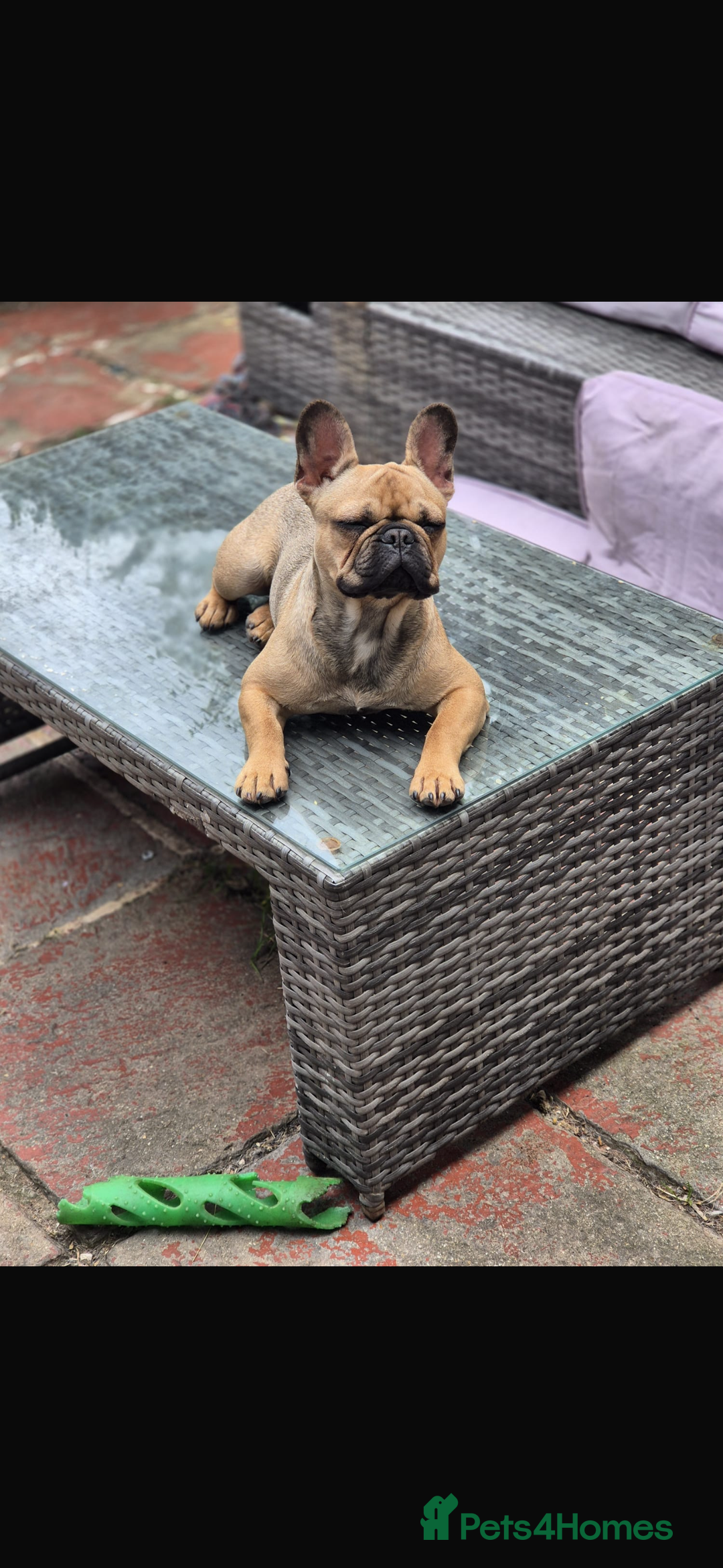 French Bulldog dogs for sale: French bulldog puppies  - Advert 5