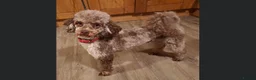 Mixed Breed dogs for sale: Lassie/Border Collie X Miniature Poodle - Advert 3