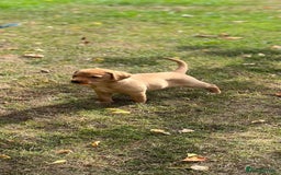 Labrador Retriever dogs for sale: Labrador retriever puppies - Image 7