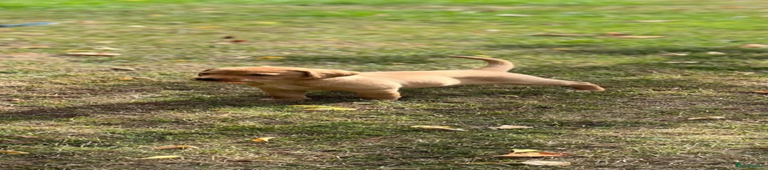 Labrador Retriever Puppy 4