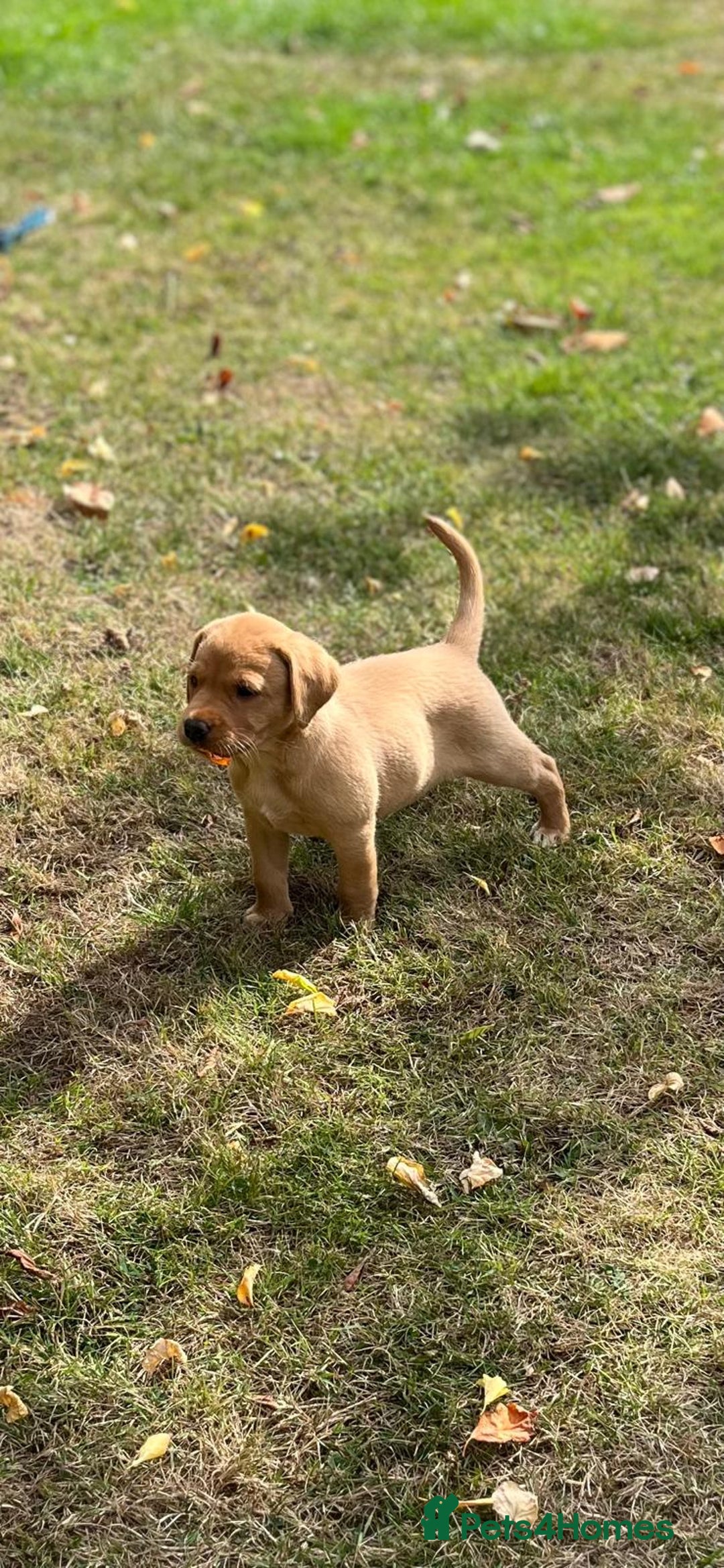 Labrador Retriever dogs for sale: Labrador retriever puppies - Image 7