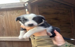 Border Collie dogs for sale: Border collies puppies - Image 6