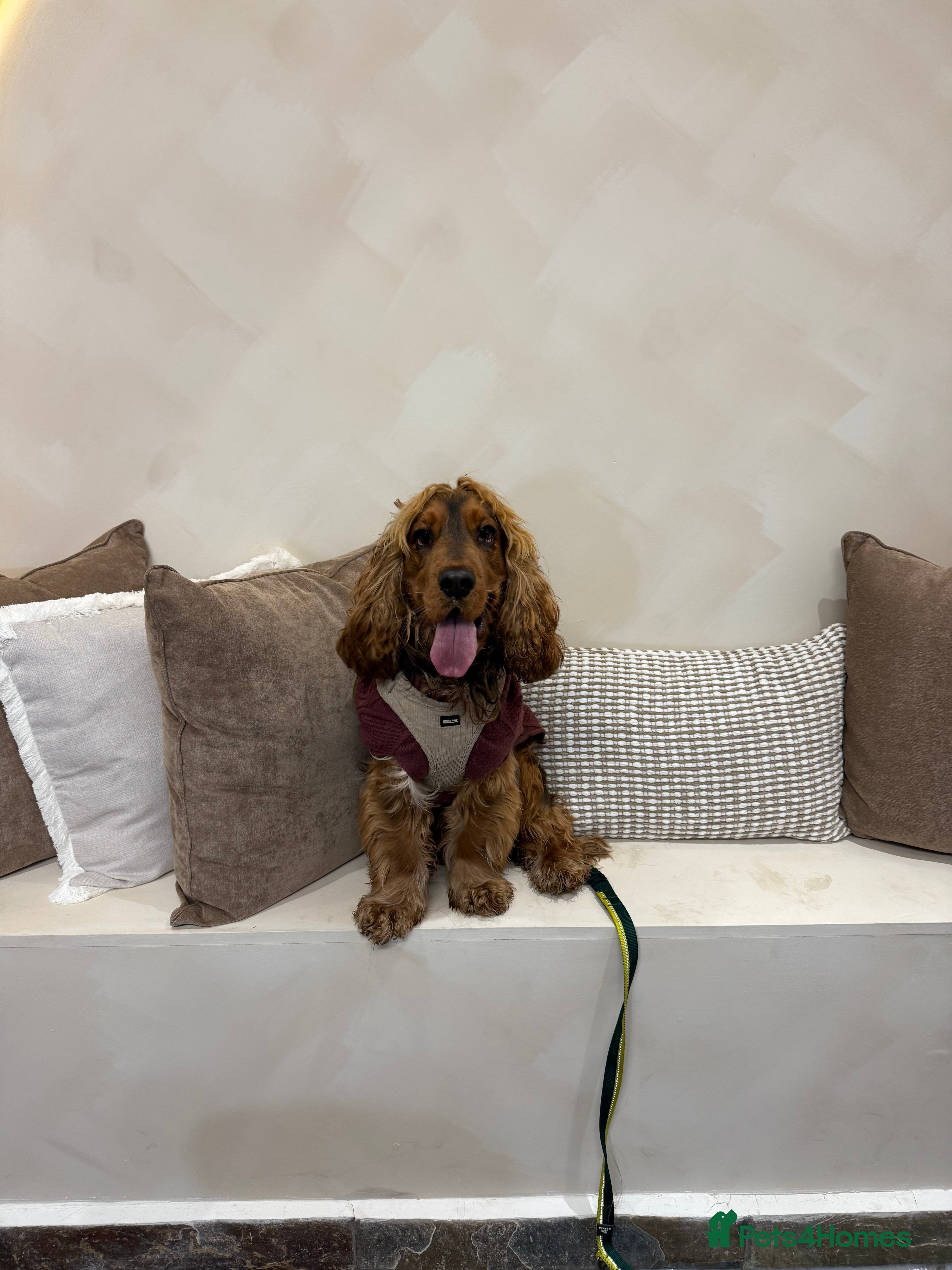 Cocker Spaniel dogs Tri colour sable cocker spaniel  in Merthyr Tydfil - Advert 1