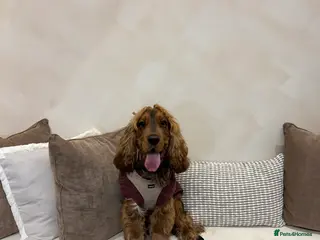 Cocker Spaniel dogs Tri colour sable cocker spaniel in Merthyr Tydfil - Advert 1