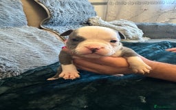 American Bully dogs for sale: 🐾 ABKC Registered Micro/Pocket Bully Puppies! 🐾 - Image 6