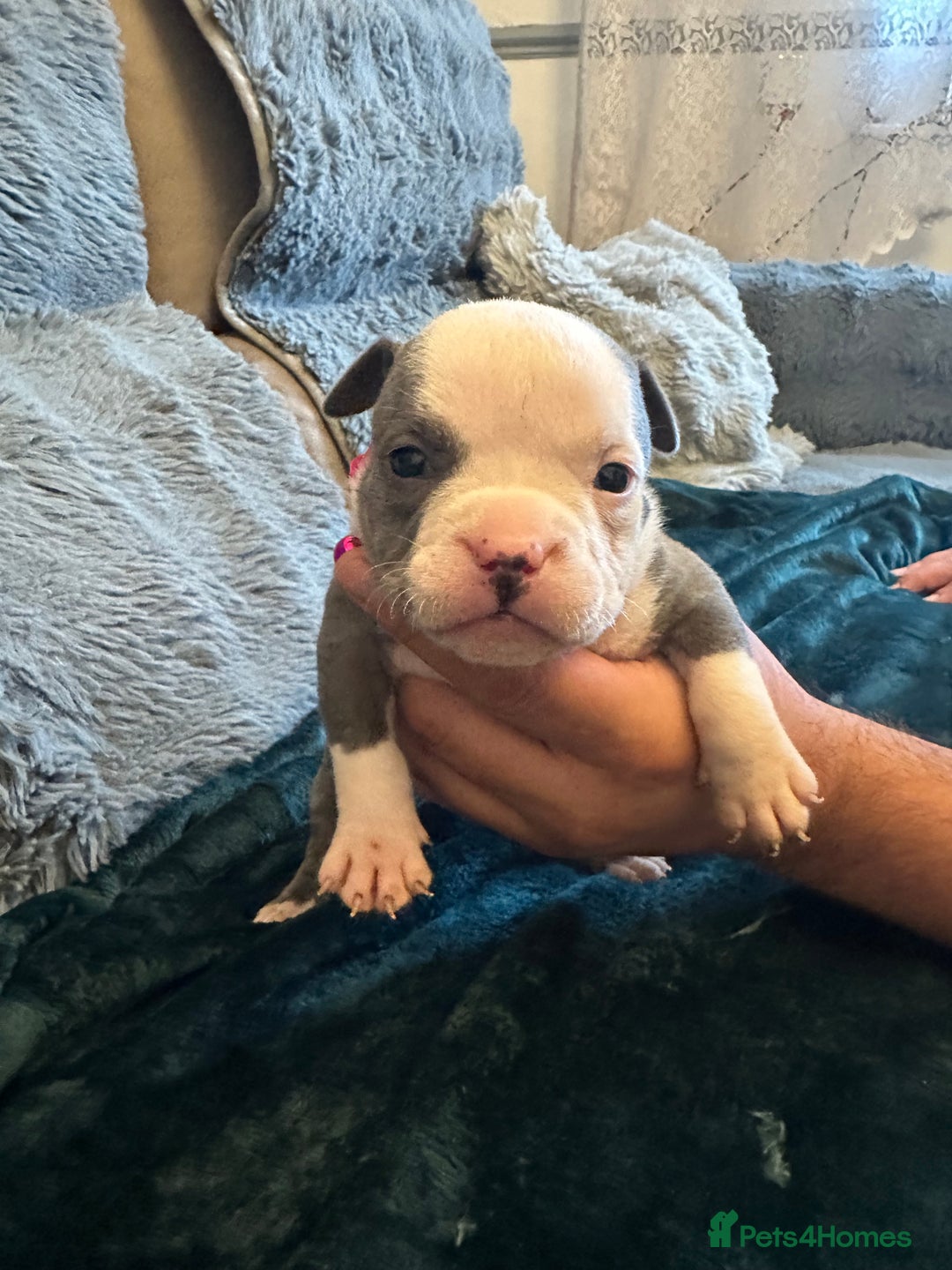 American Bully dogs for sale: 🐾 ABKC Registered Micro/Pocket Bully Puppies! 🐾 - Image 6