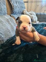 American Bully Puppy 2 pink collar