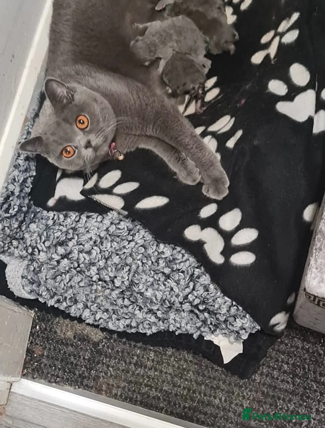 British Shorthair cats for sale: BRITISH SHORT HAIR - Advert 1