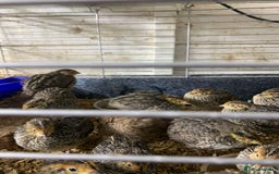 Quail poultry for sale: Jumbo Quail - Image 5