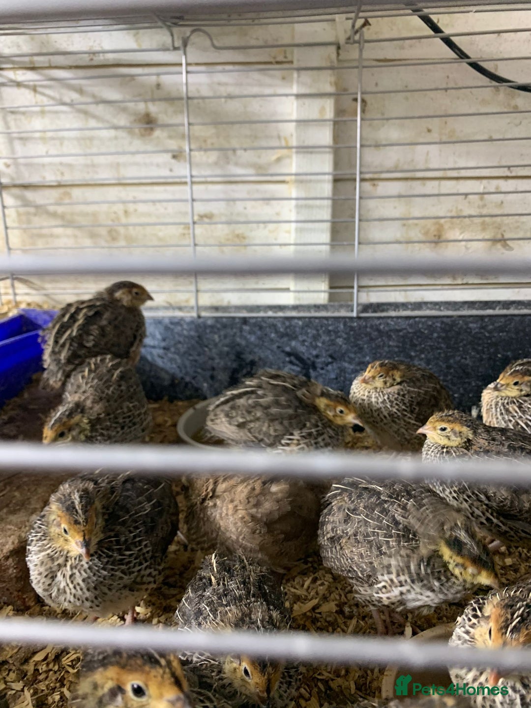 Quail poultry for sale: Jumbo Quail - Image 5