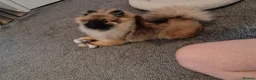 Pomeranian dogs for sale: Pomeranian  in Hebburn - Advert 11