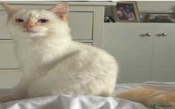 RagaMuffin cats for sale: Ghost - Image 2