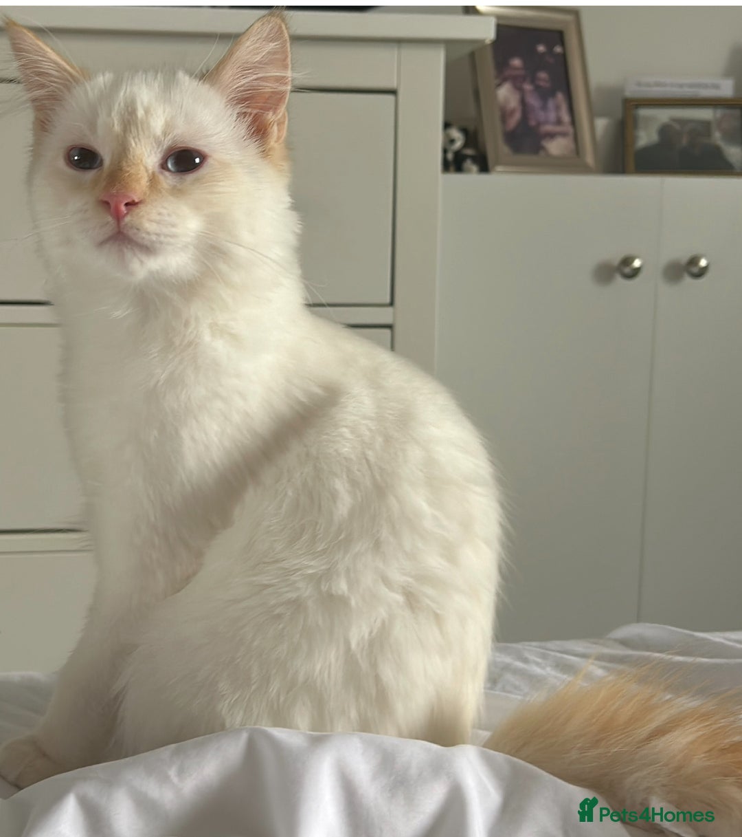 RagaMuffin cats for sale: Ghost - Image 2