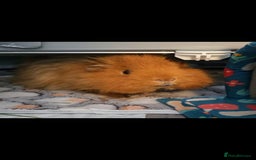 Guinea Pig rodents for sale: 2 Male Guinea Pigs - Image 3