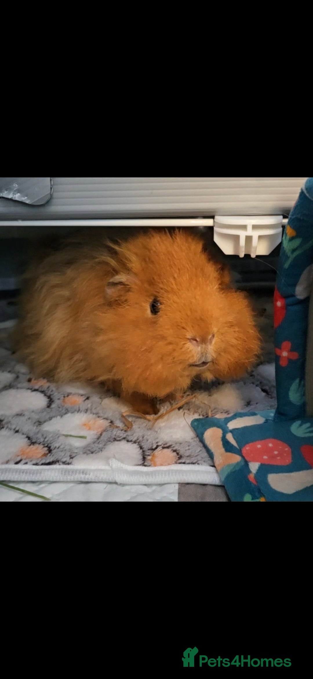 Guinea Pig rodents for sale: 2 Male Guinea Pigs - Image 3