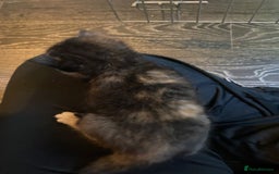 Mixed Breed cats for sale: 3 kittens - Image 6