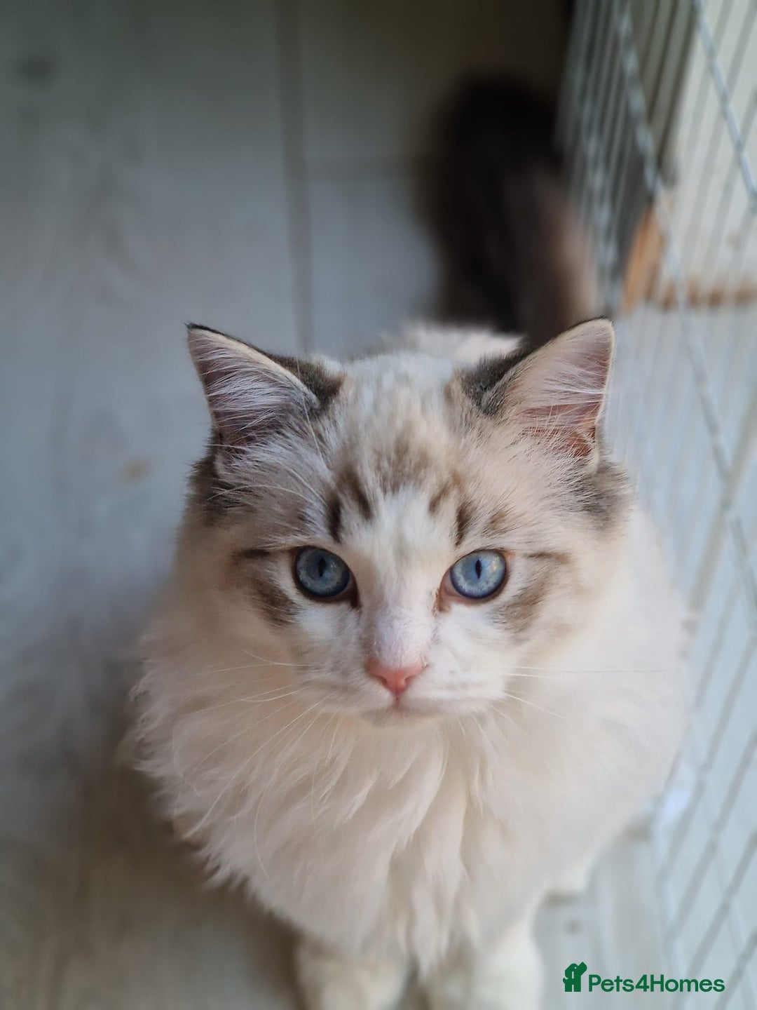 Ragdoll cats for sale: Gccf tica register kittens - Advert 9