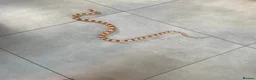 Corn Snake reptiles for sale: Corn snake and vivarium  in Beverley - Advert 3