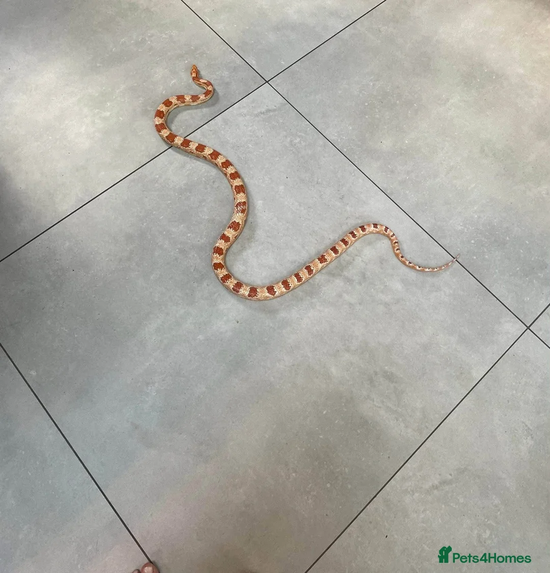 Corn Snake reptiles for sale: Corn snake and vivarium  in Beverley - Advert 3