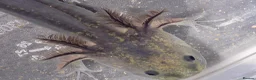 Axolotl reptiles for sale: Axolotl babies hatched 2/1/26 in Sutton-in-Ashfield - Advert 1