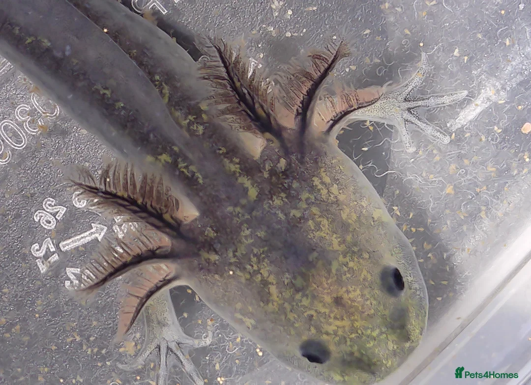 Axolotl reptiles for sale: Axolotl babies hatched 2/1/26 in Sutton-in-Ashfield - Advert 1