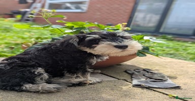 Miniature Schnauzer dogs - Advert 1