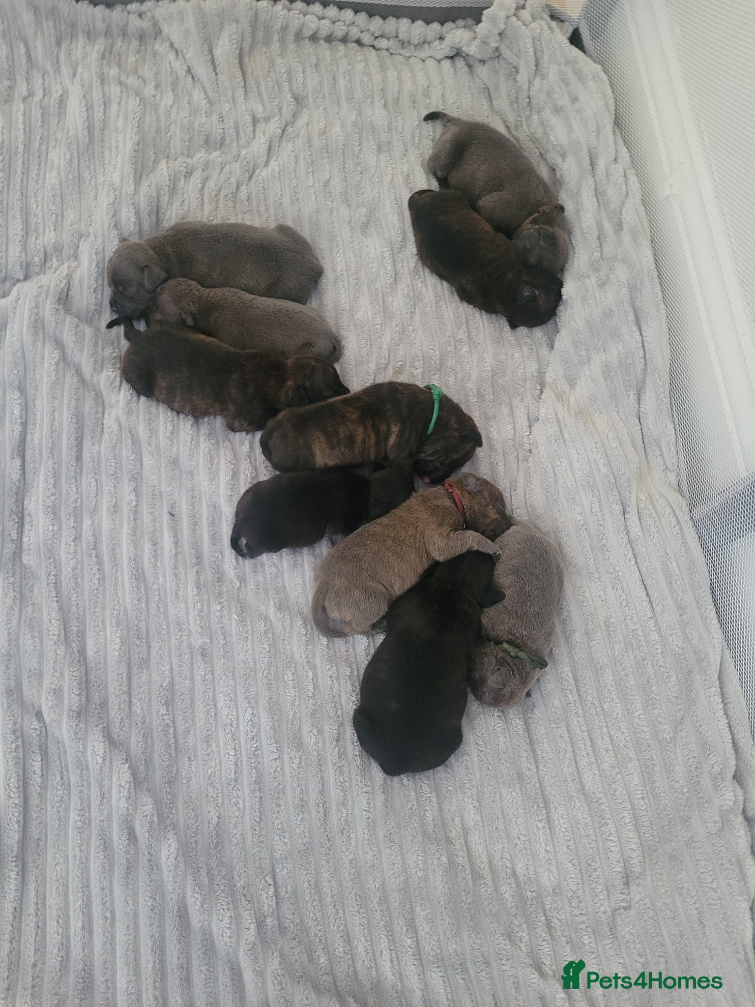 Mixed Breed dogs Staffie cross mastiff - Advert 2