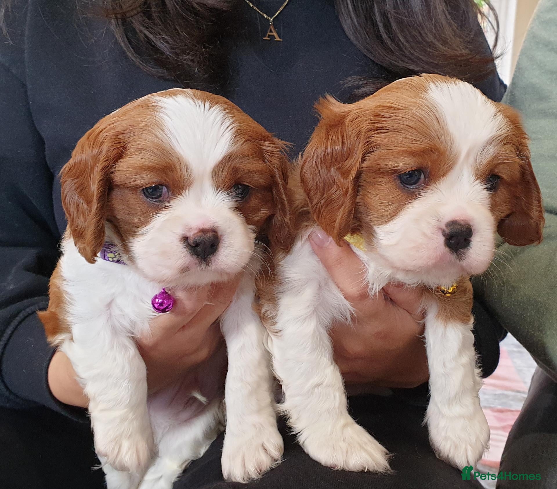 Cavalier King Charles Spaniel dogs for sale: K.C. reg. Cavalier King Charles Spanel - Advert 2