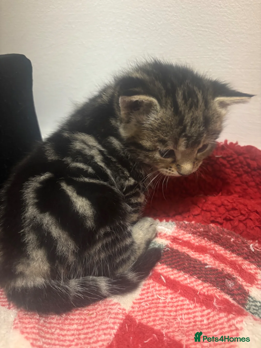 Mixed Breed cats for sale: 5 kittens available for reservation in Brandon - Advert 9