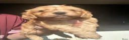 Cockapoo dogs for sale: Gorgeous f1 cockapoo pups - Advert 7