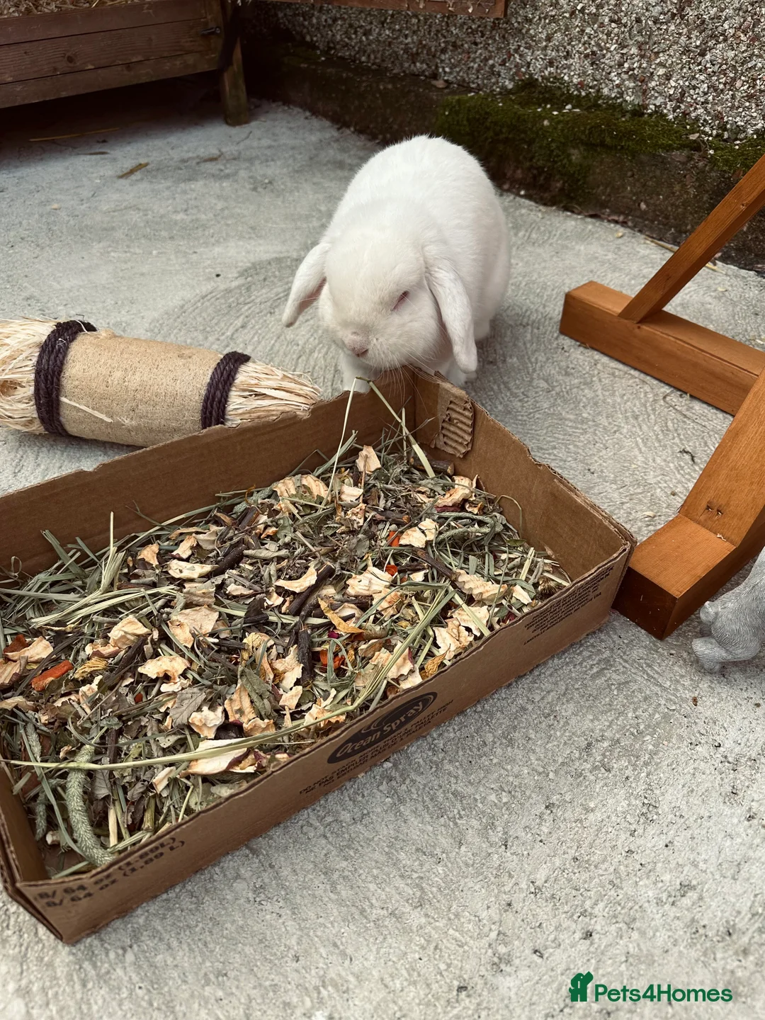 Mini Lop rabbits for sale: Floppy - mini lop  - Advert 2