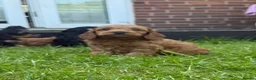Cockapoo dogs for sale: Beautiful litter of F1 toy cockapoo pups in Ferryhill - Advert 4