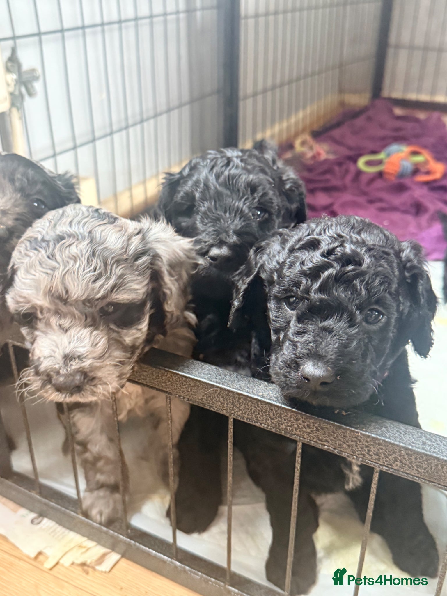 Mini Goldendoodle dogs Beautiful litter of goldendoodles - Advert 9
